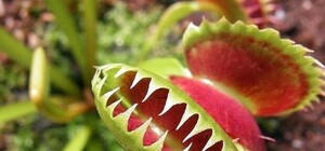В Доме природы пройдет выставка растений-хищников, пожирающих мух