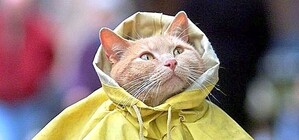 Где лечить заболевшего Мурзика – адреса и график работы ветклиник