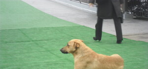 Гостей саммита в Донецке встречает бездомный пес