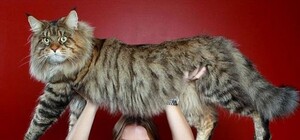 В Украинском доме пройдет битва котов-гигантов