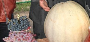 Хэллоуин приближается: донецкие пожарные вырастили тыкву-гигант