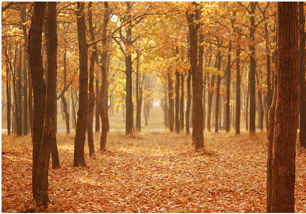 Золотая осень. Фото - Алена Адаменко