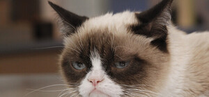 На Дарнице пройдет фестиваль породистых кошек