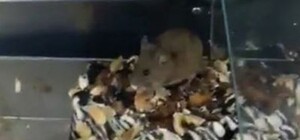 В севастопольском супермаркете мышь ела торт на глазах у посетителей