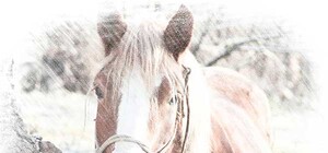 Симферопольские лошади отзываются на 