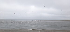 В пригороде Одессы в лимане выловили труп