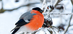 Снегири - герои: почему в Харькове больше не увидишь этих птиц