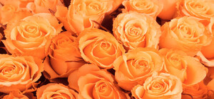 Поздравления с 8 марта для всех женщин и девушек от звезд 