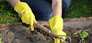 Капусточка, картошка, помидорки: дончане все чаще предпочитают курортам огороды