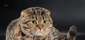 Помурлыкаем: В Запорожье пройдет международная выставка кошек