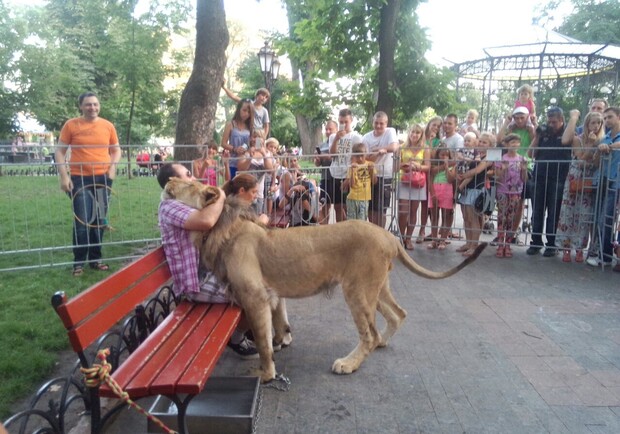 В центр Одессы привезли льва. Фото - Валерия Егошина 