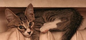 Зима близко: выбираем обогреватель по надежности, цене и внешнему виду