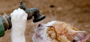 Кому в Харькове до вечера отключили воду: адреса