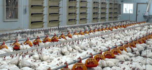 Птицефермы Донбасса разграблены, зато Бес раздает всем куриц