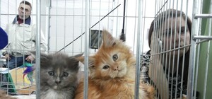 Фотофакт: Мурлыкающее Запорожье: Выставку посетил сам Джордж Вашингтон