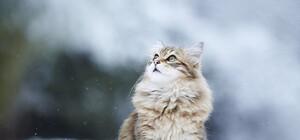 Метель и до 20 градусов мороза: прогноз погоды на новогоднюю неделю в Одессе