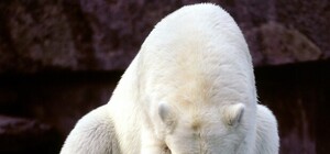 Утро 1 января: антипохмельное меню, чтобы облегчить страдания