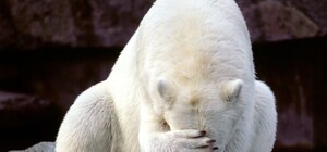 Утро 1 января: антипохмельное меню, чтобы облегчить страдания