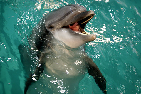 Дельфин. Фото: restinworld.ru.