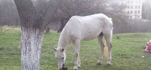 В Севастополе возле троллейбусной остановки  лошадь родила жеребенка