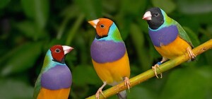 В Киеве откроется выставка экзотических птиц