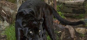 Пострадавшая от укусов ягуара девушка находится в тяжелом психологическом состоянии