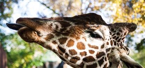 В зоопарке появится фруктовый сад, а аттракционов больше не будет