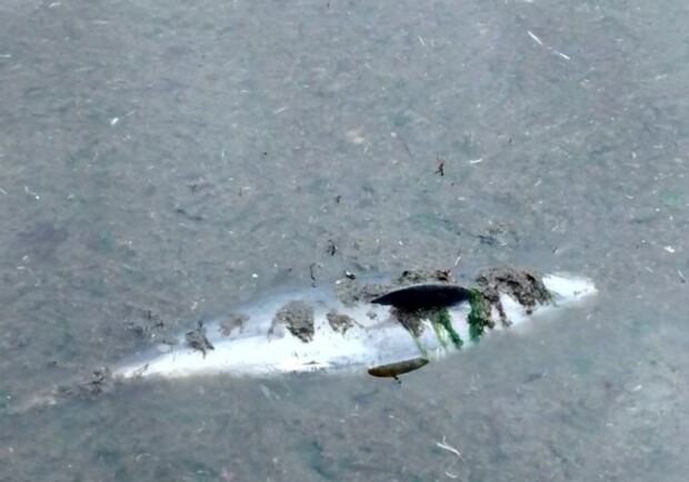 10 мая на одесском пляже отдыхающие нашли мертвого дельфиненка. Фото: odessa-life.od.ua