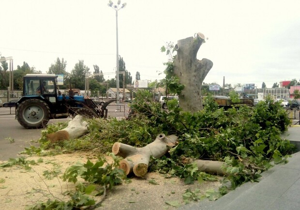 Новость - Коммуналка - Возле ТЦ на Среднефонтанской срубили последнее дерево