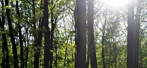 Активисты: в Харькове рубят здоровые деревья