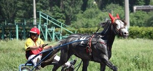 Вход свободный: завтра в Киеве пройдут конные соревнования