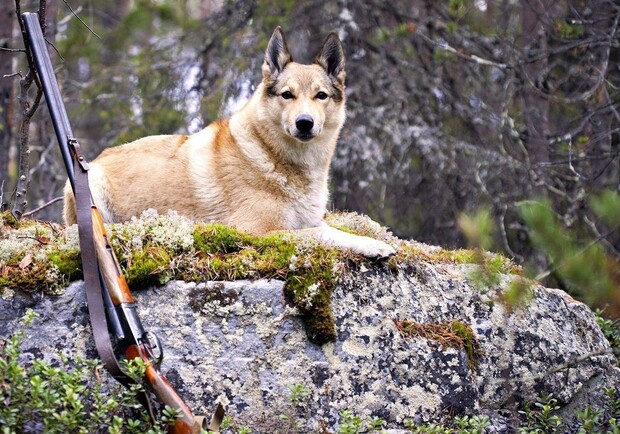Новость - События - В Одесской области собака выстелил в своего хозяина из ружья