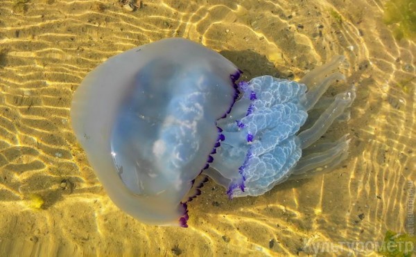 Новость - События - На пляжах Одессы замечены опасные гигантские медузы