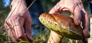 Грибнику на заметку: как выбрать безопасные грибы