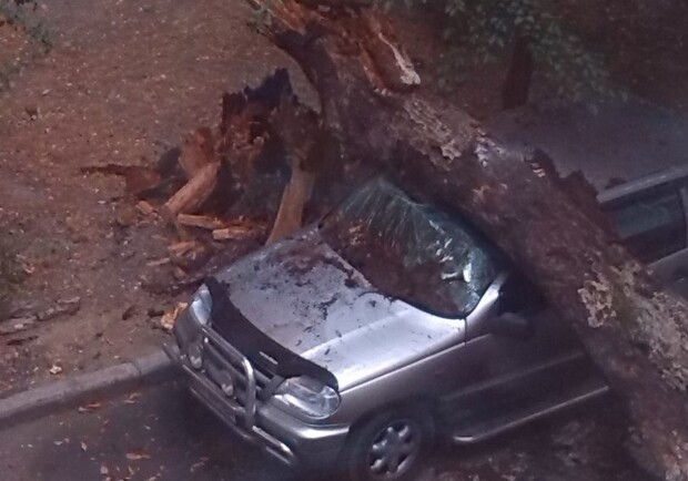 Новость - События - Сухое дерево раздавило машину на автостоянке