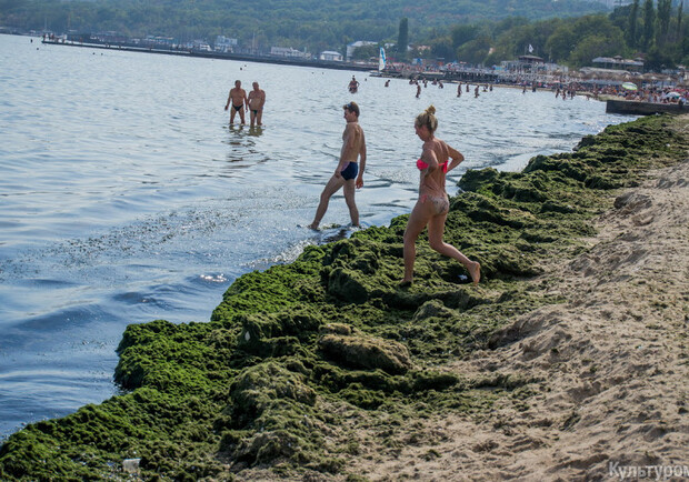 Новость - События - Одессу атаковали водоросли