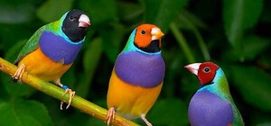 Киевлян приглашают посмотреть на экзотических птиц