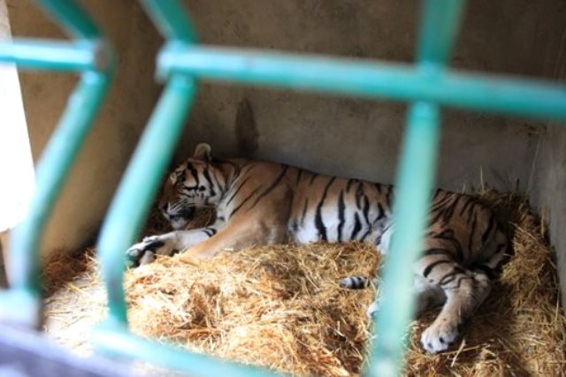 Новость - События - У одесских тигров появился новый дом