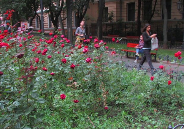 Новость - Общество - В Одессе собираются высадить более 22 тысяч роз