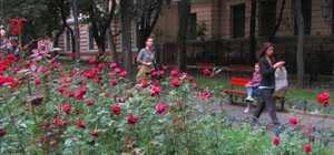 В Одессе собираются высадить более 22 тысяч роз