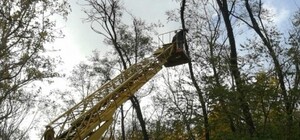 На Трассе здоровья зелени станет меньше