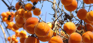 Вірджинія, шарон і корольок: як  правильно вибрати хурму