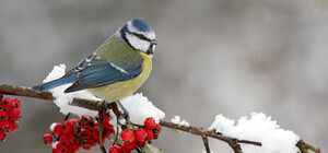 Якою буде  погода у Львові на вихідні