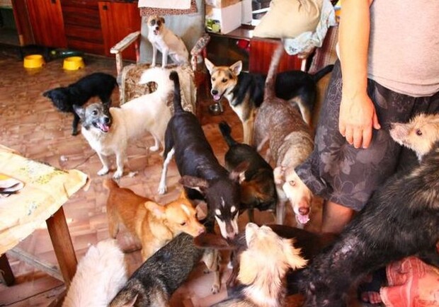 Новость - Люди города - Питомник на балконе: одесситка держит в квартире больше десятка собак