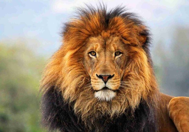 Новость - Общество - В Одесском зоопарке появился уникальный лев, который моет свою еду