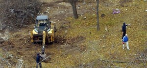 В Аркадии снова вырубают деревья