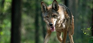 На улицах Алушты появились волки [Видео]