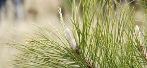 В ста соснах: на Трассе здоровья высадили новые деревья