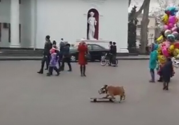 Местный пес катается на Думкой площади. 