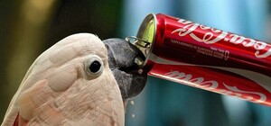 Стало известно, как разрешился скандал с 